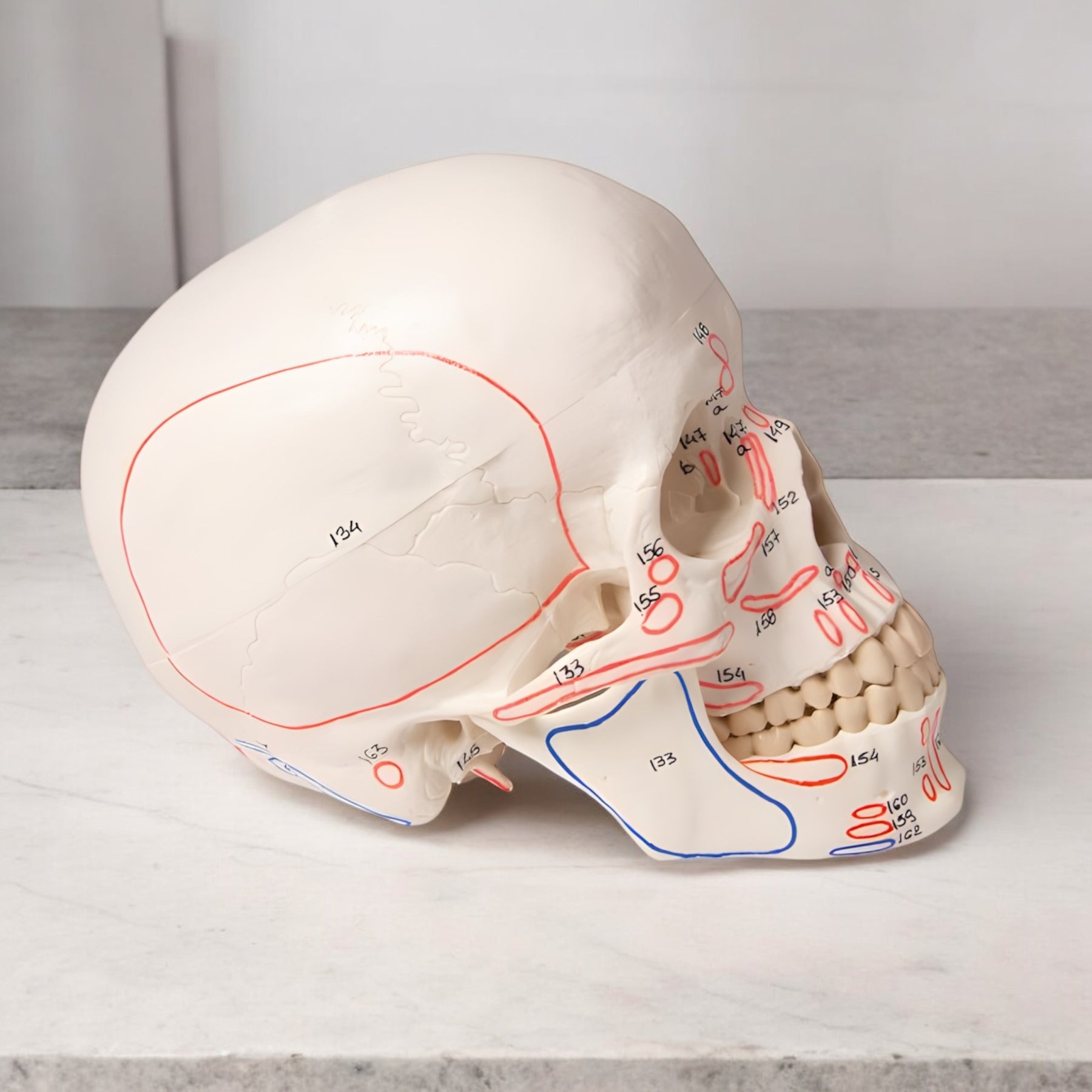4509 Skull Model 3 Piece Muscle Marked