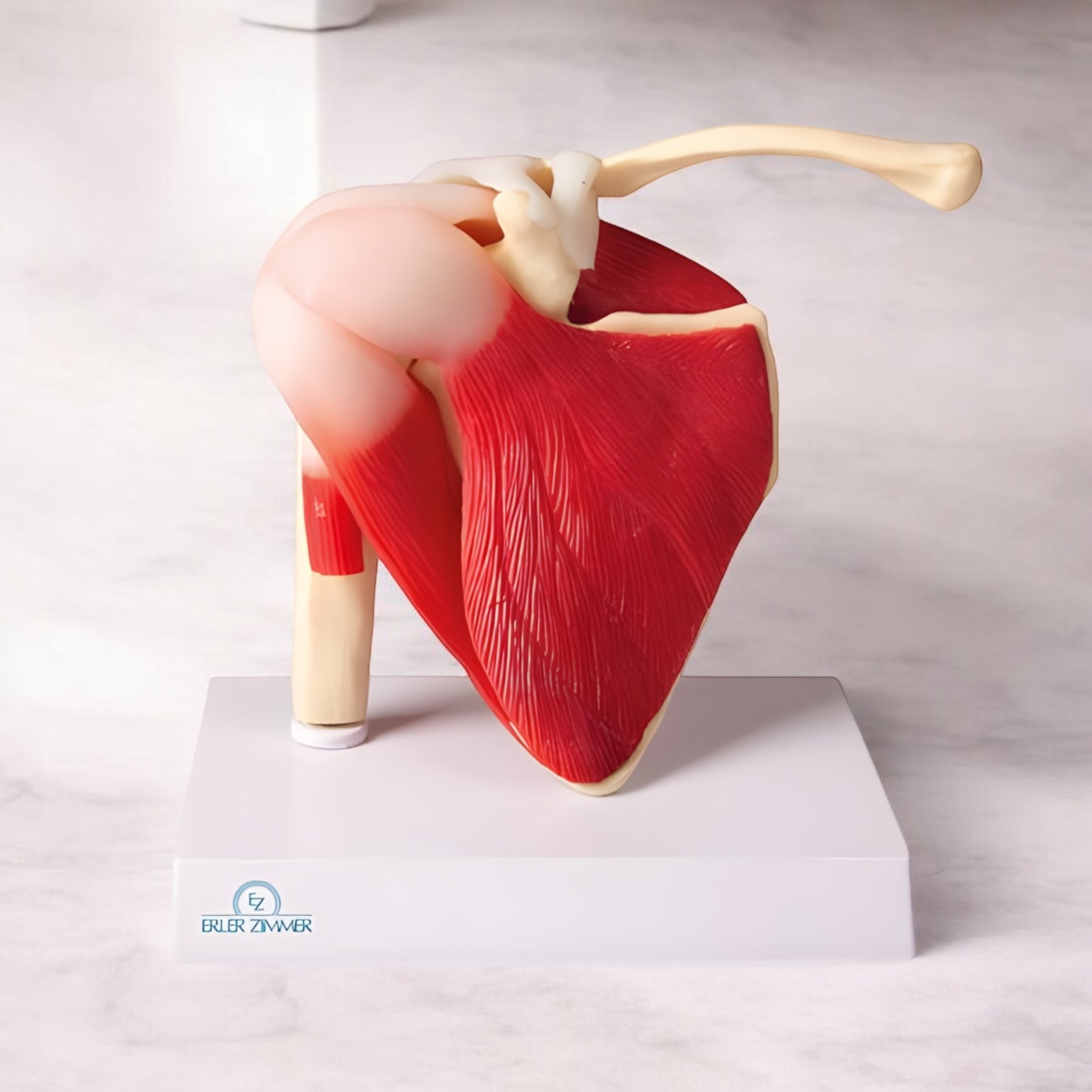 4661 Shoulder Joint Model Muscular