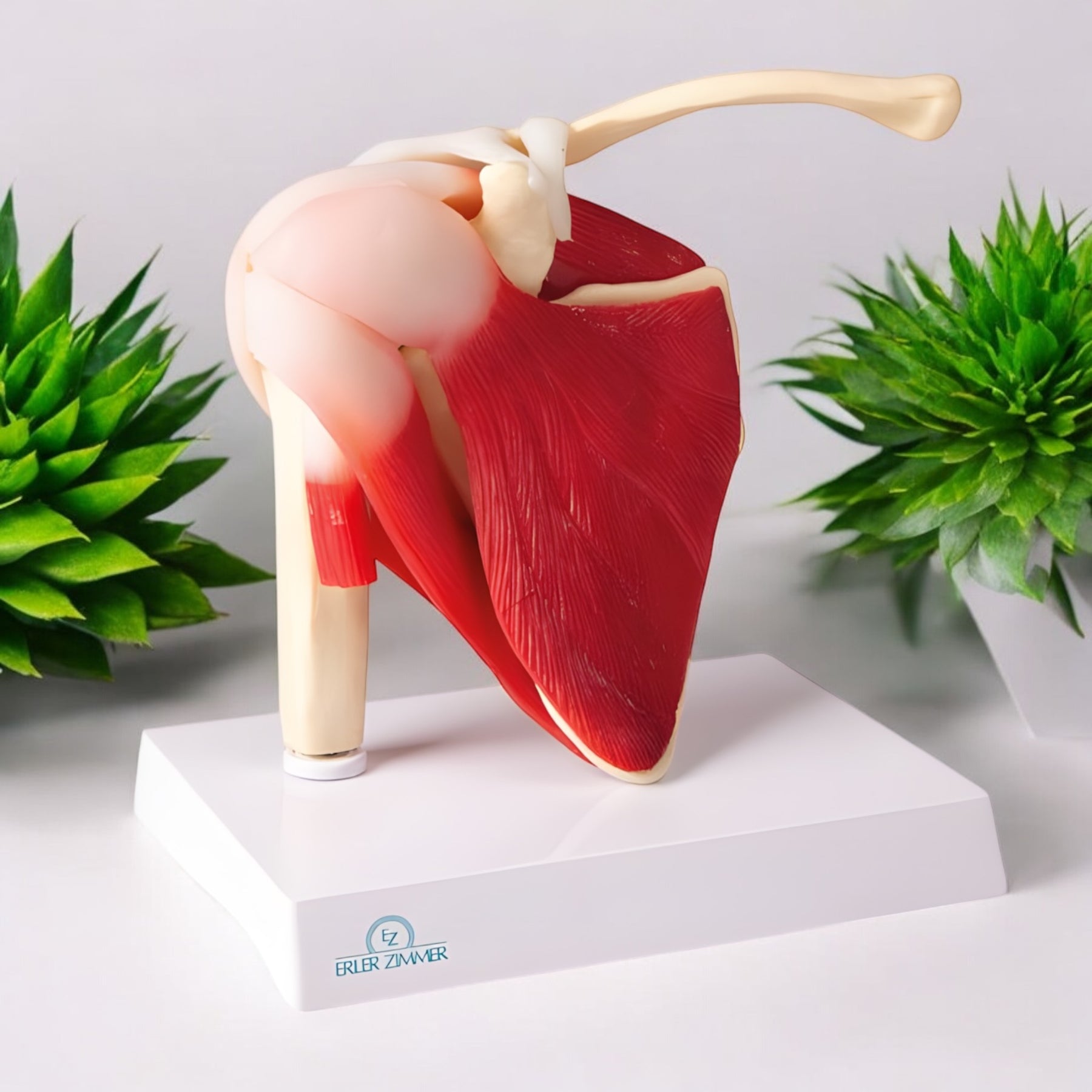 4661 Shoulder Joint Model Muscular