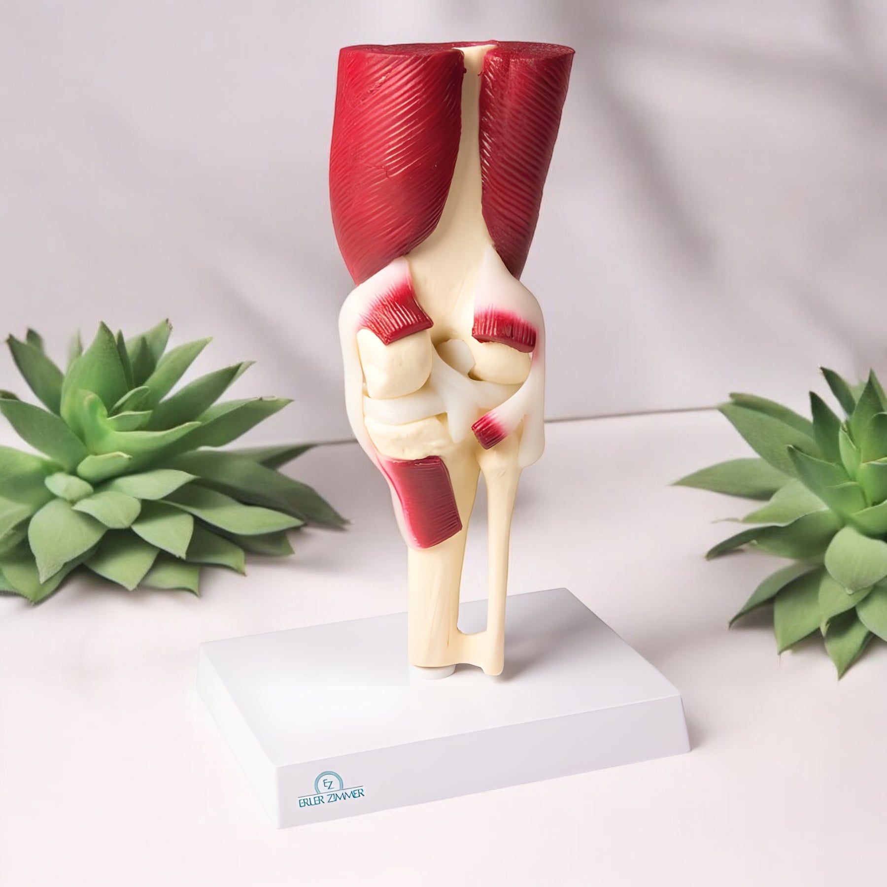 4662 Knee Joint Model Muscular