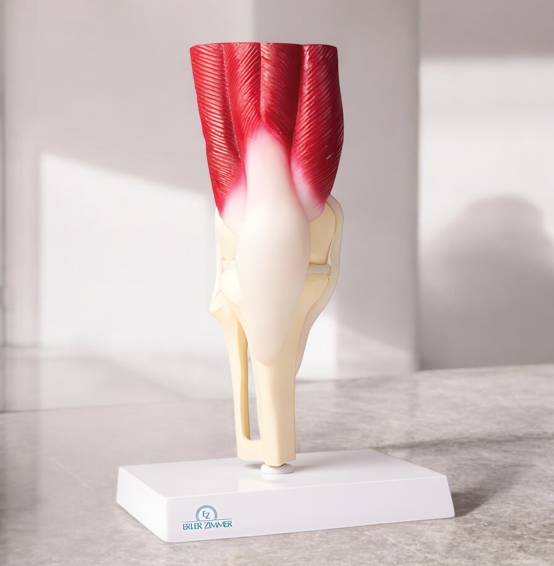 4662 Knee Joint Model Muscular