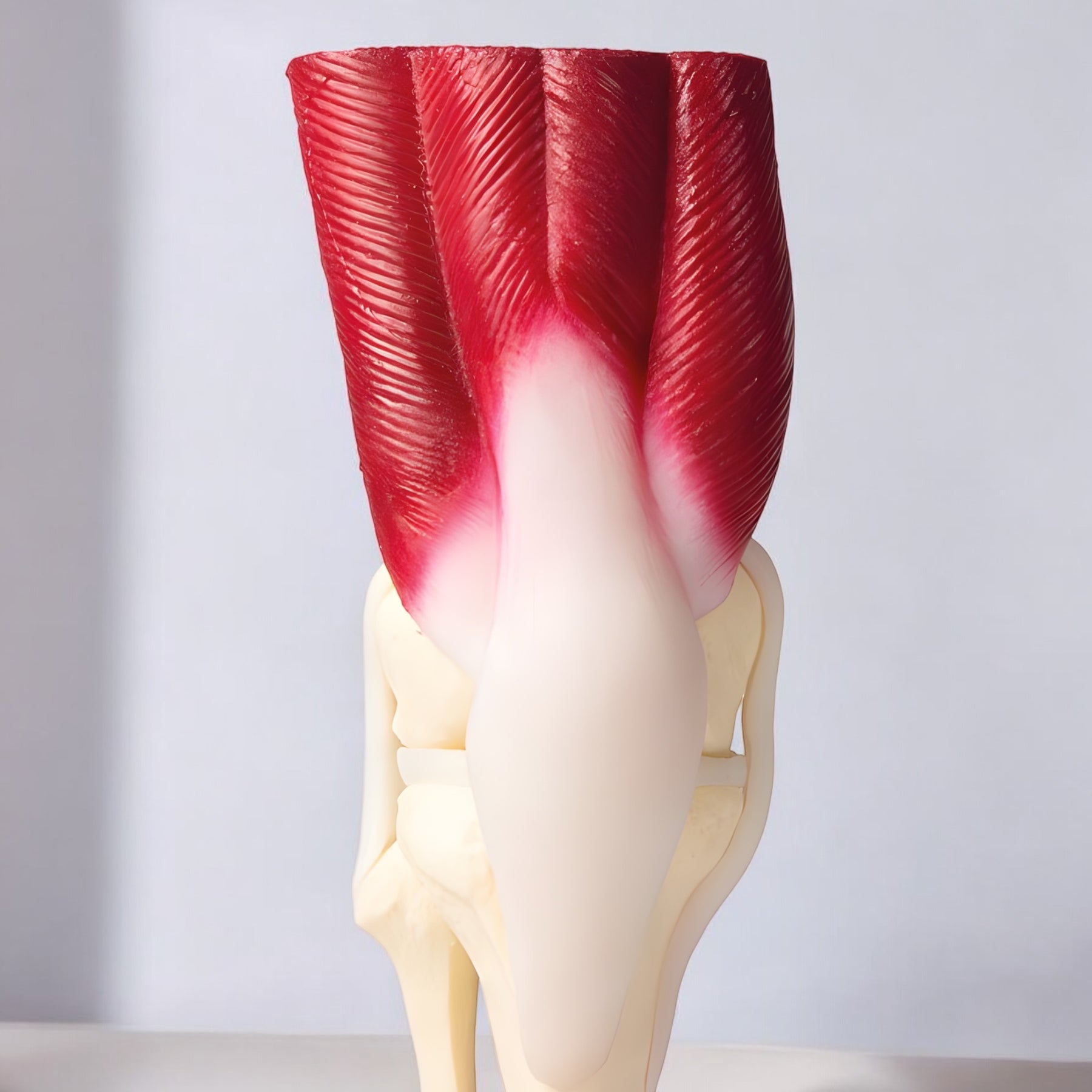 4662 Knee Joint Model Muscular