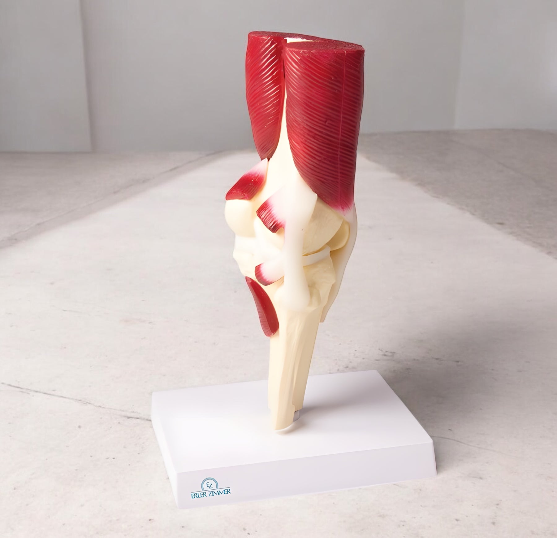 4662 Knee Joint Model Muscular