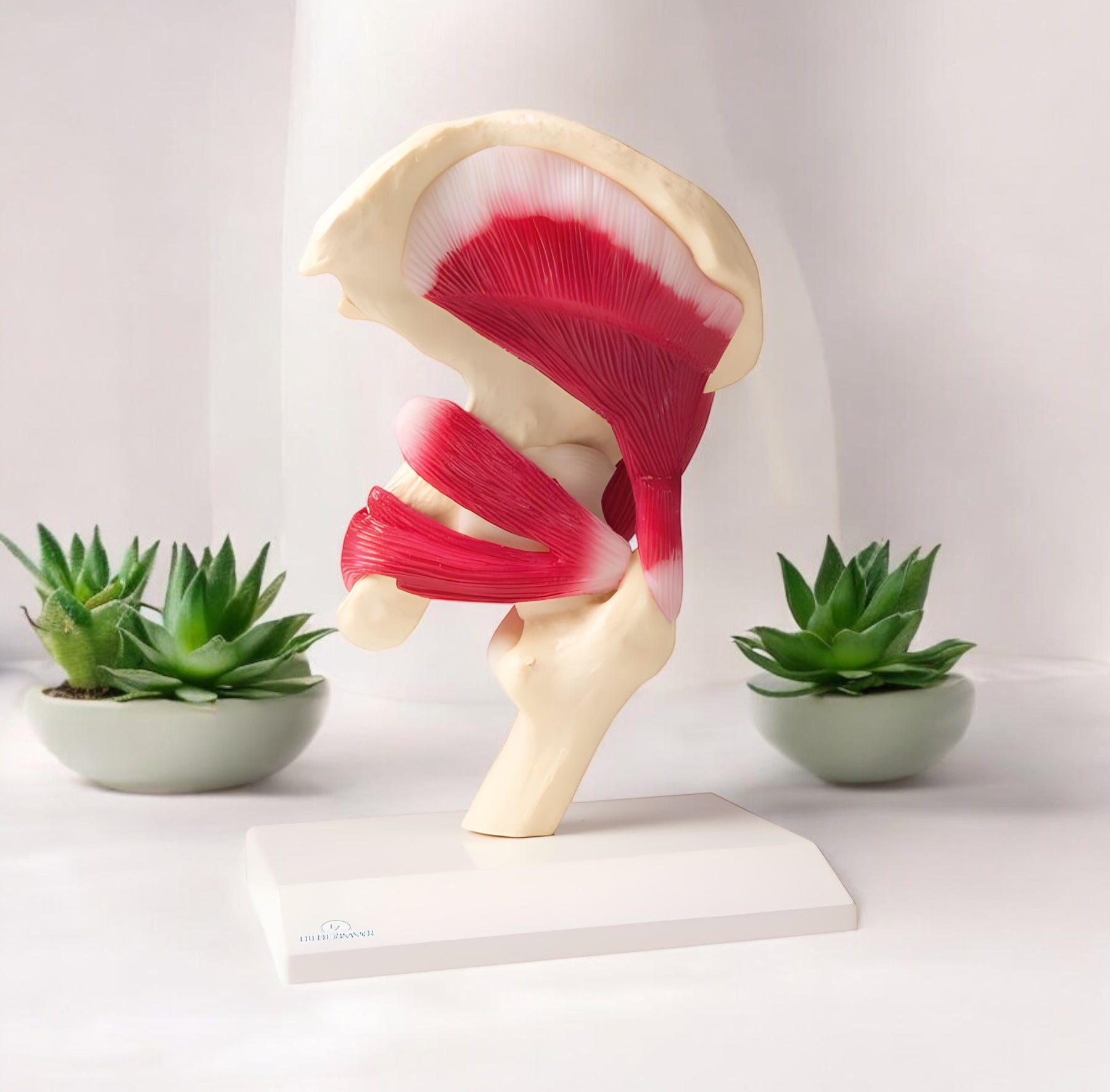 4663 Hip Joint Model Muscular