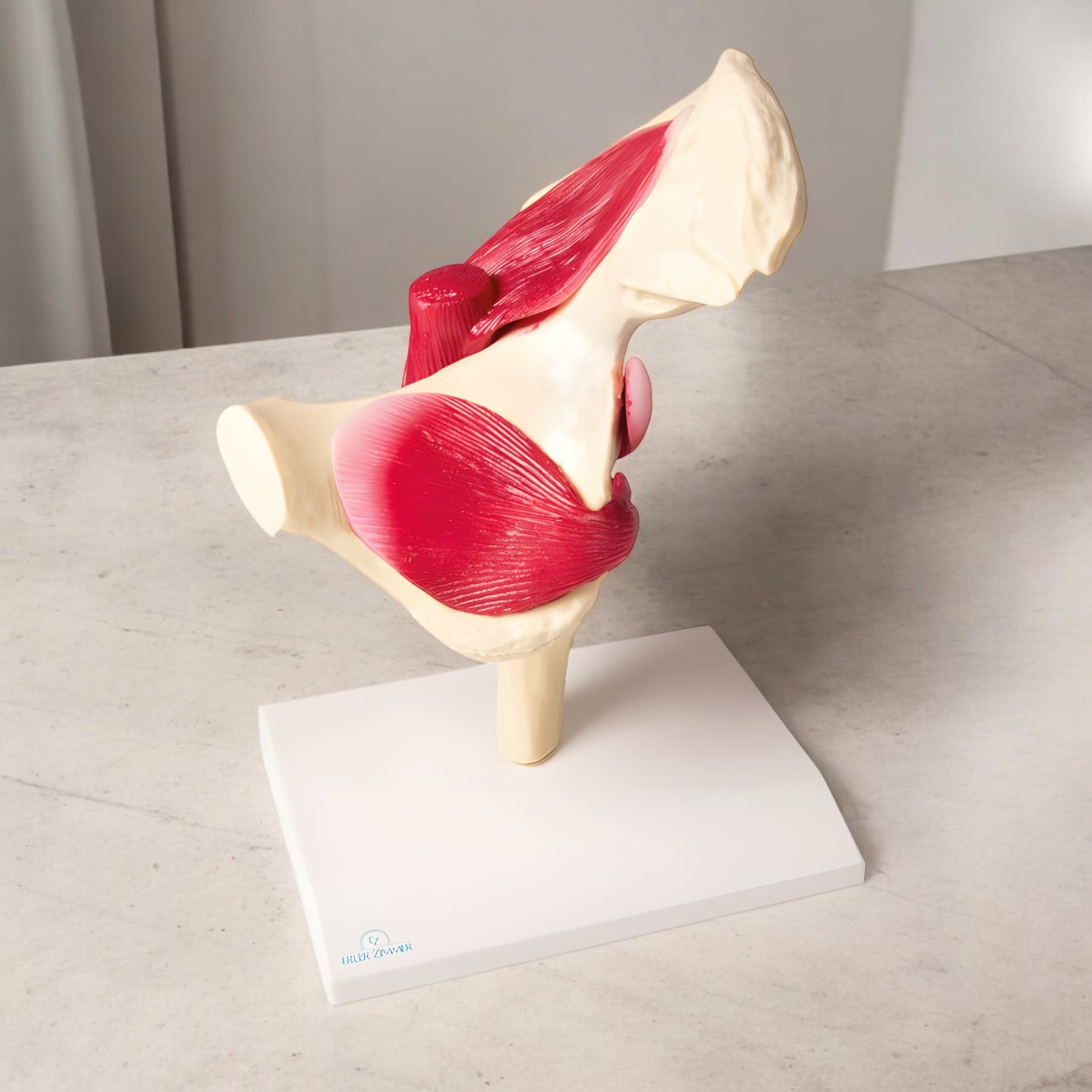 4663 Hip Joint Model Muscular