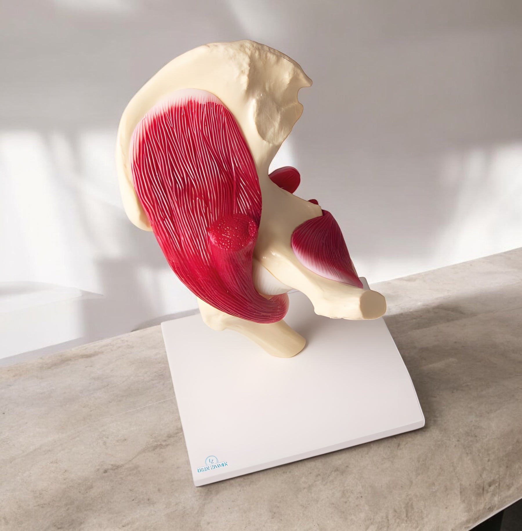 4663 Hip Joint Model Muscular