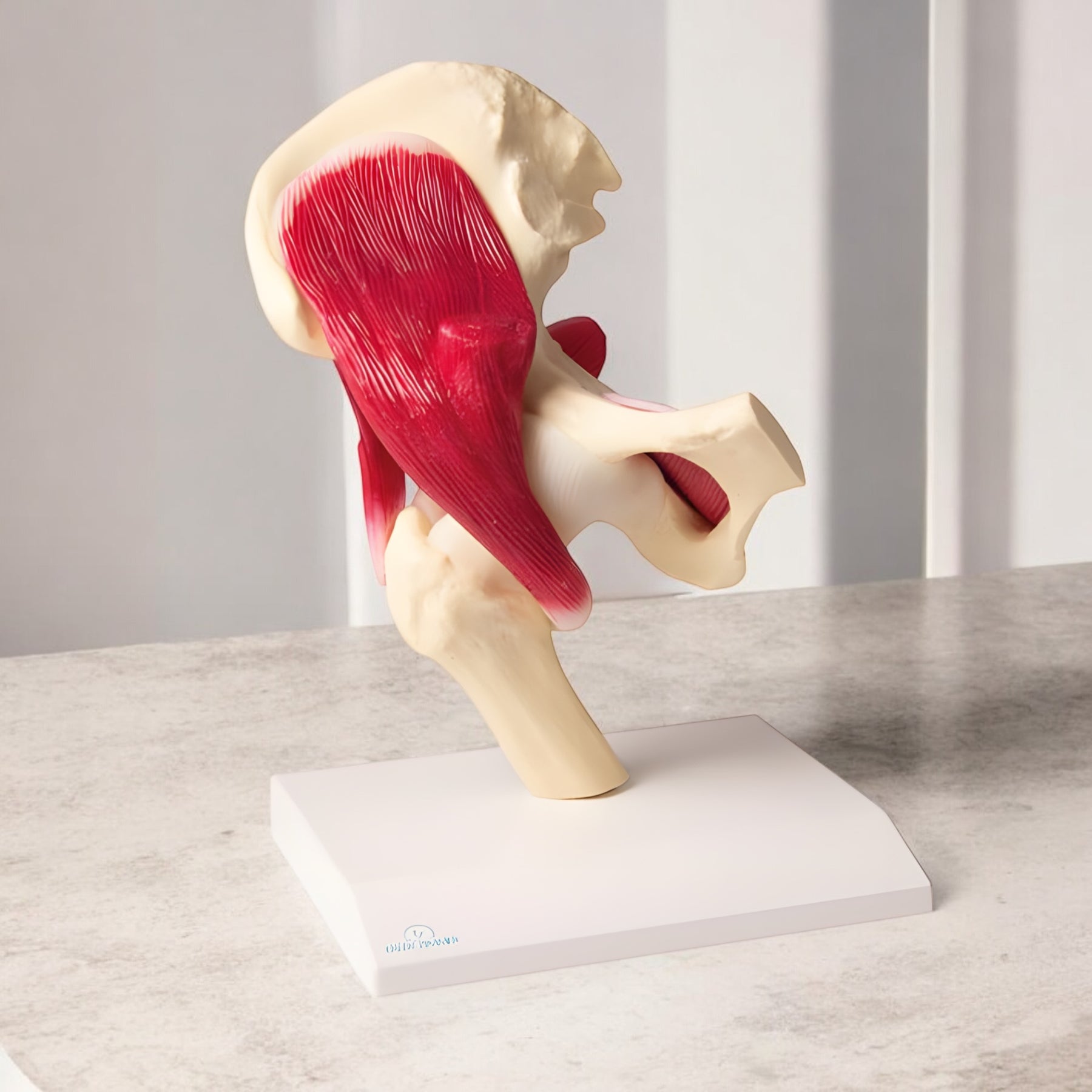 4663 Hip Joint Model Muscular