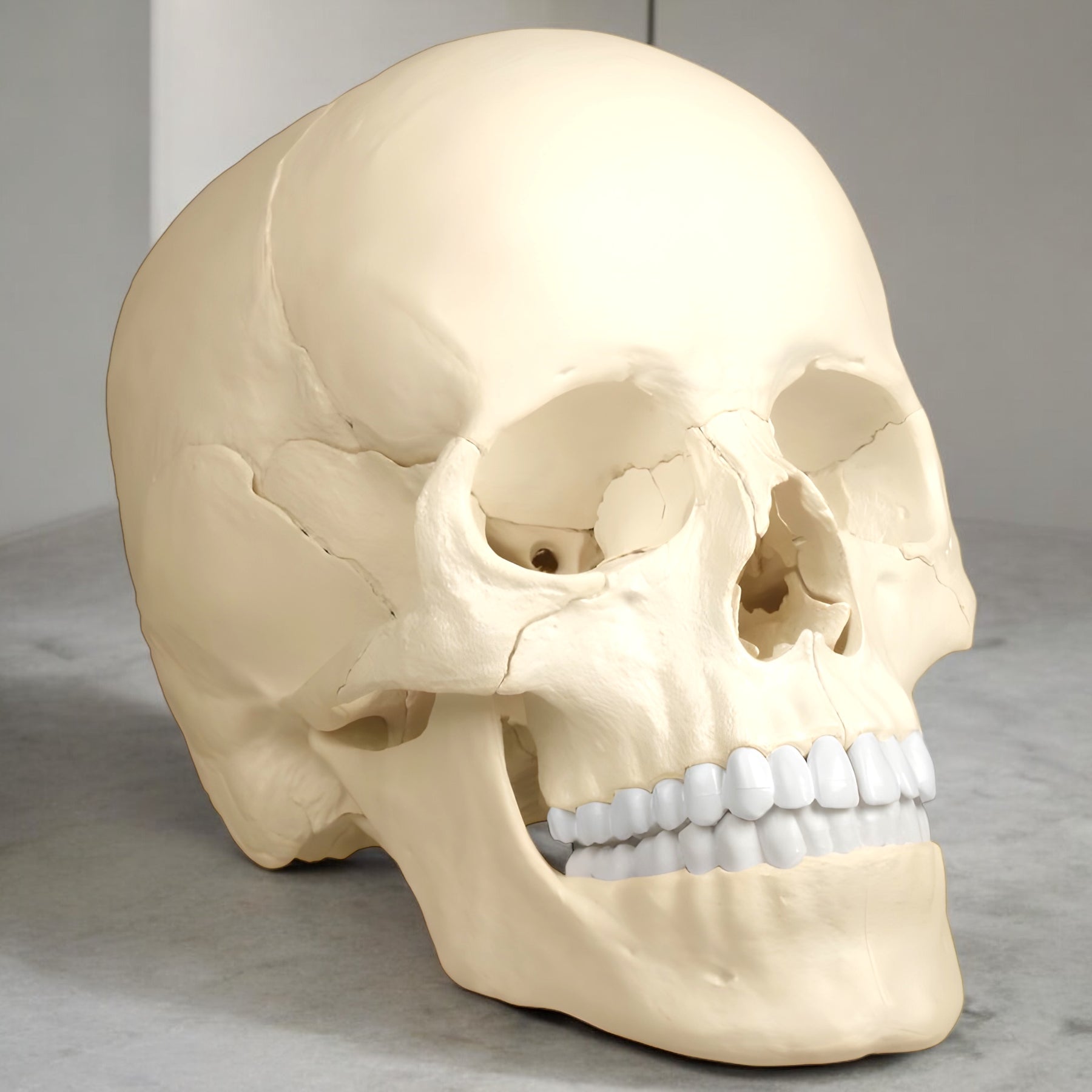 4701 Skull Model 22 Piece Anatomical Single Color Made in Germany