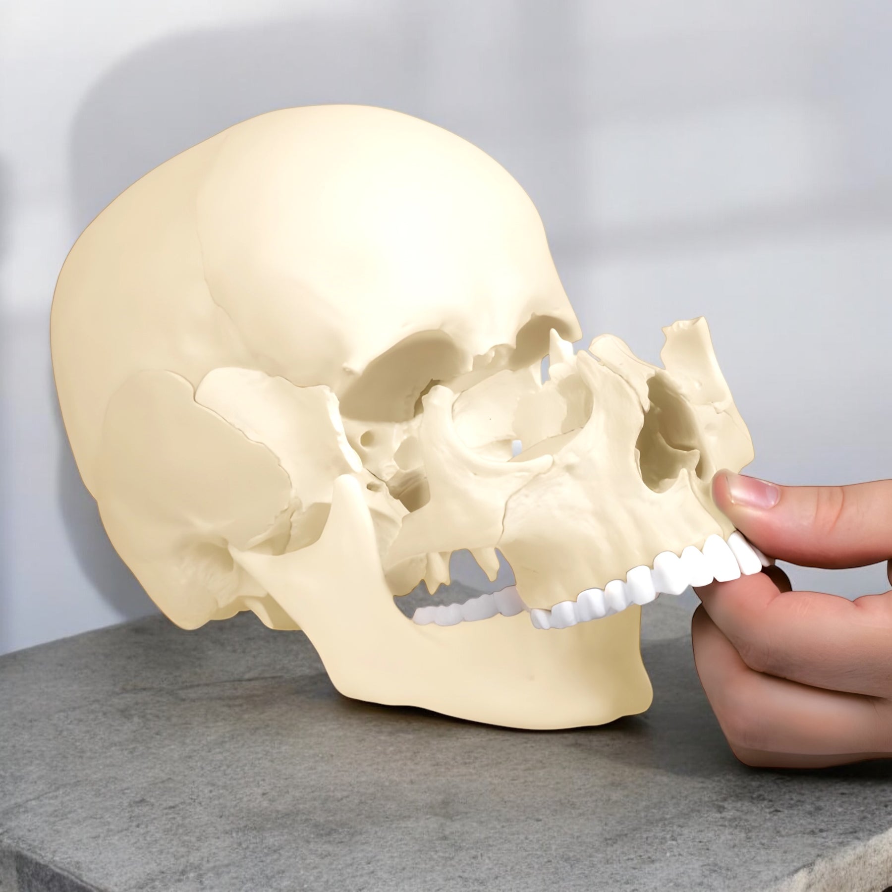 4701 Skull Model 22 Piece Anatomical Single Color Made in Germany