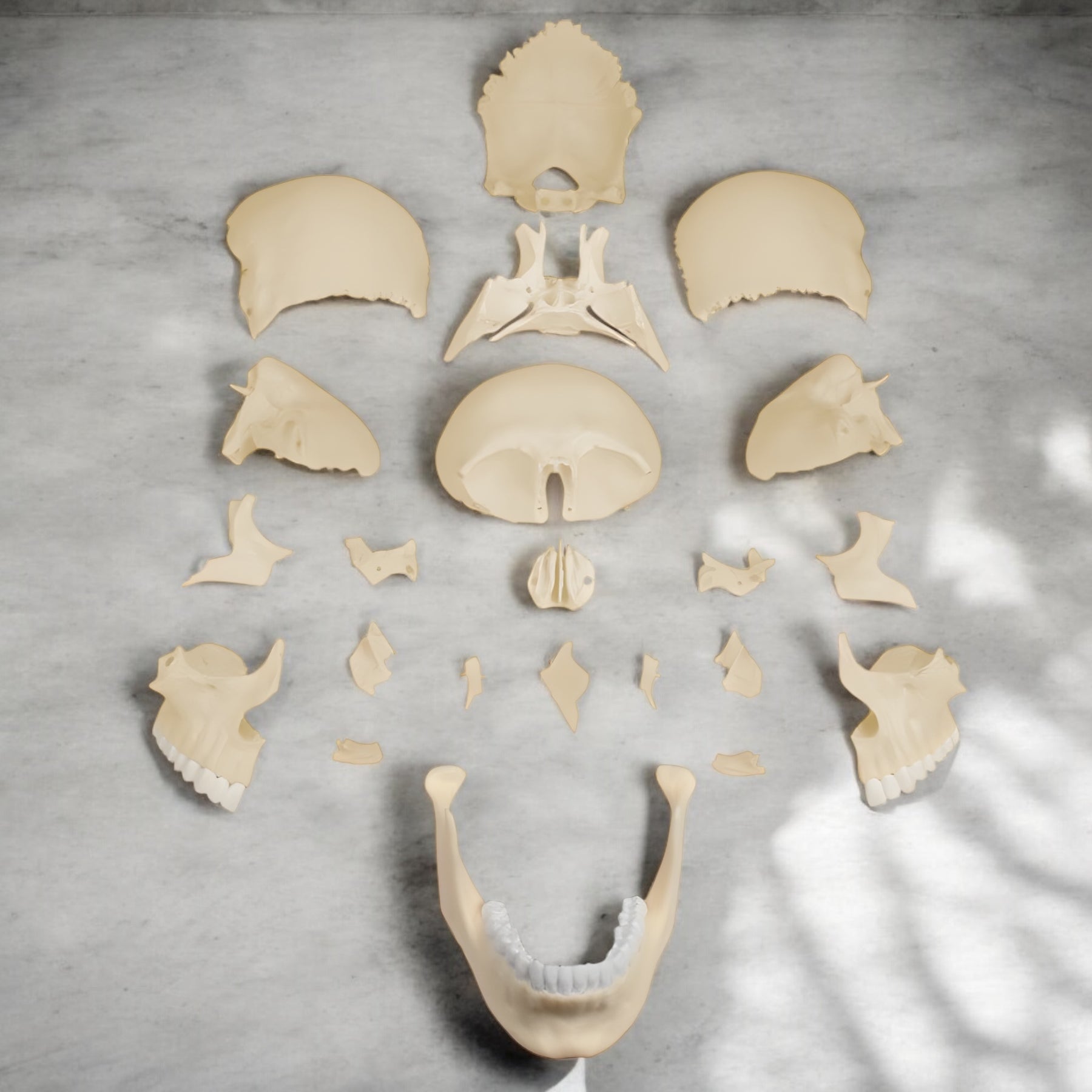 4701 Skull Model 22 Piece Anatomical Single Color Made in Germany