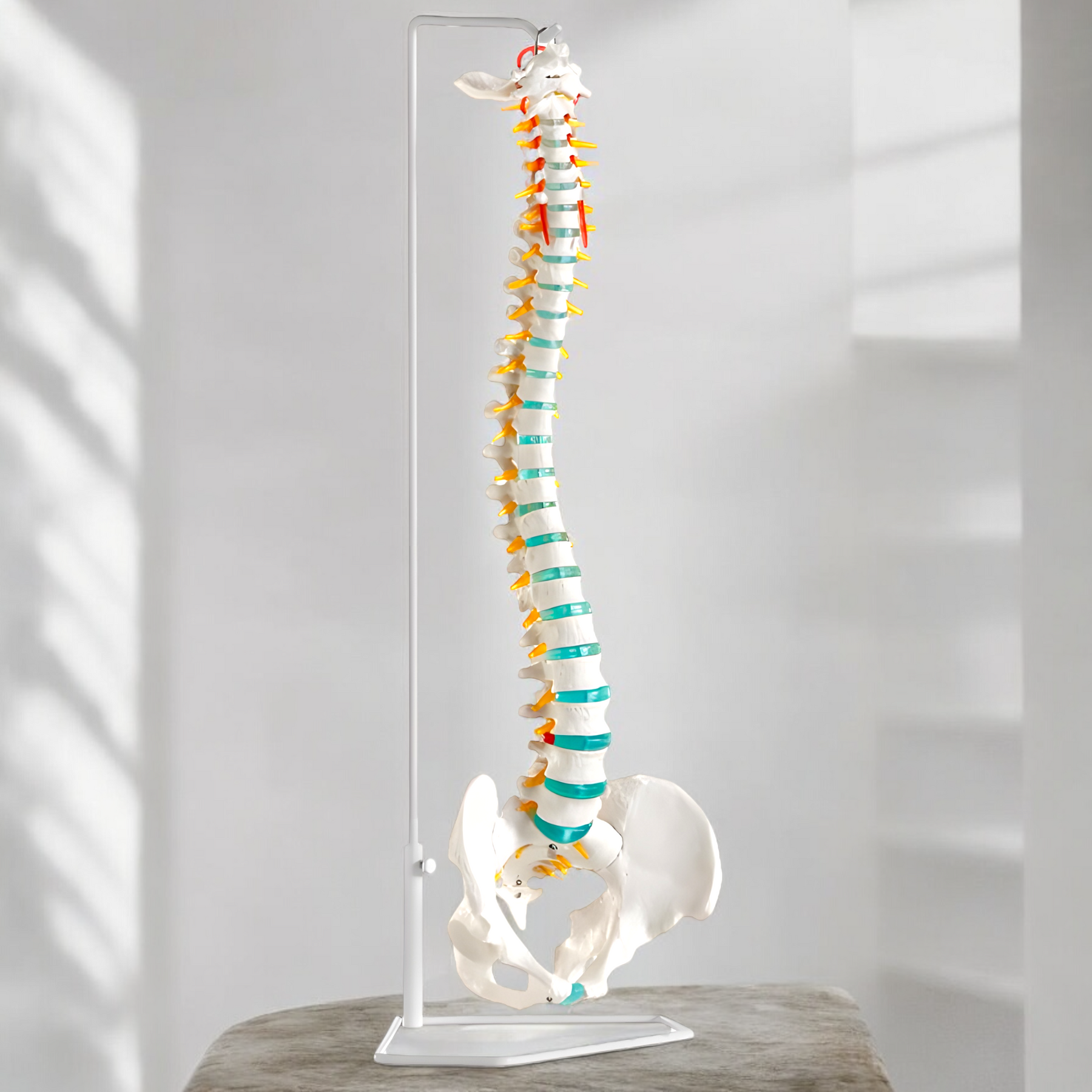 A250 Flexible Spine Model