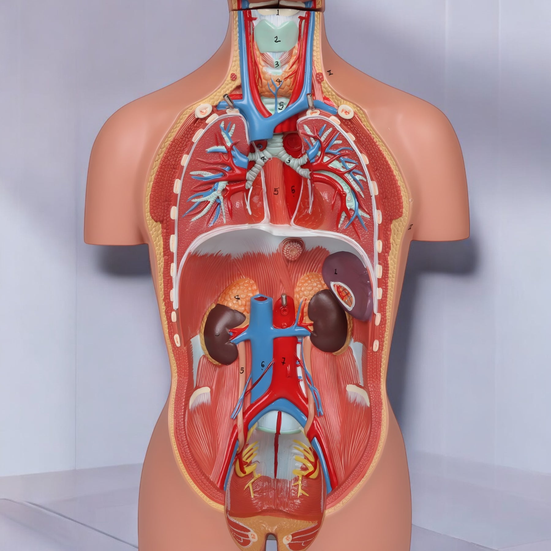 B223 Minyatür Torso 16 Parça – Detaylı Anatomi Modeli