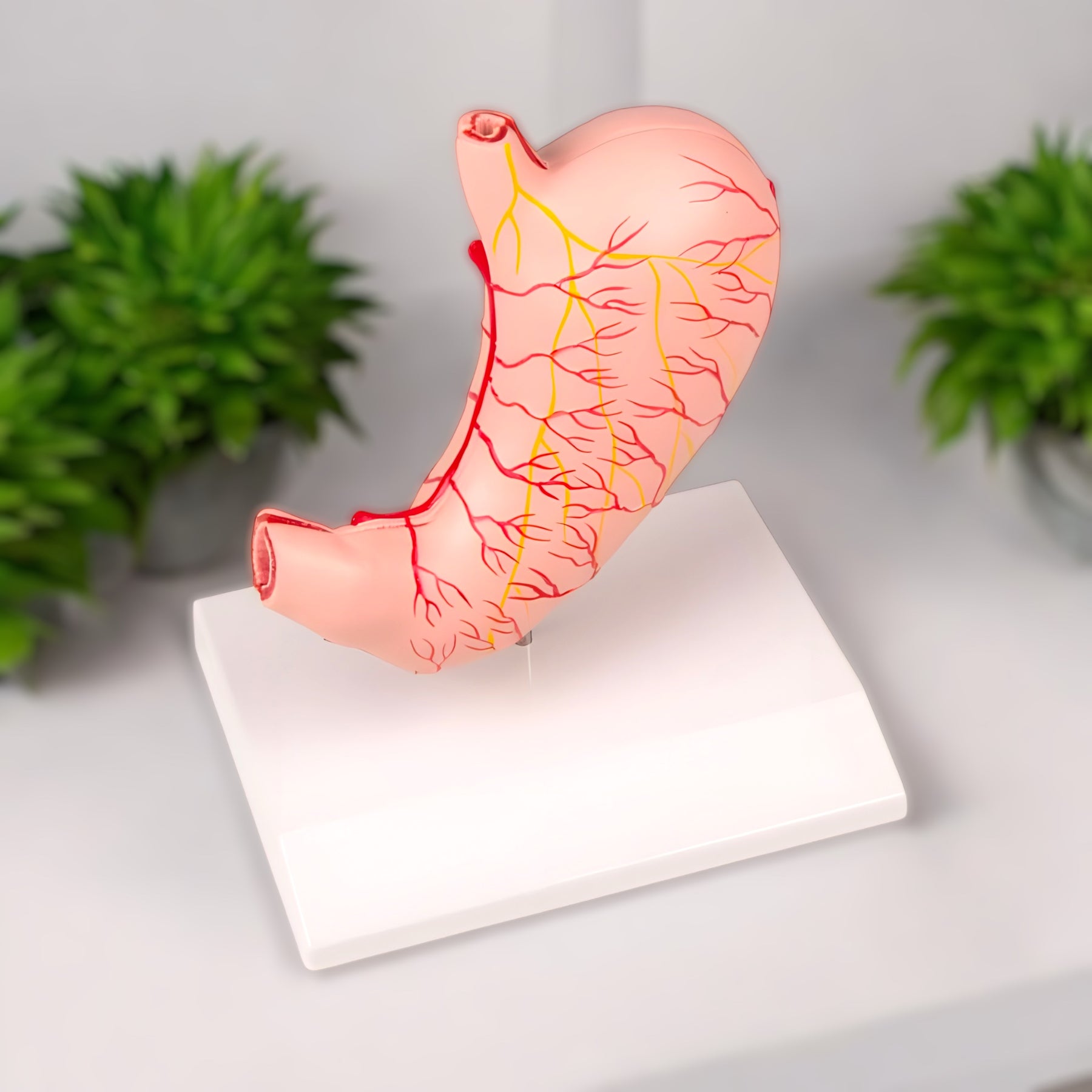 K215 Stomach Model 2 Pieces