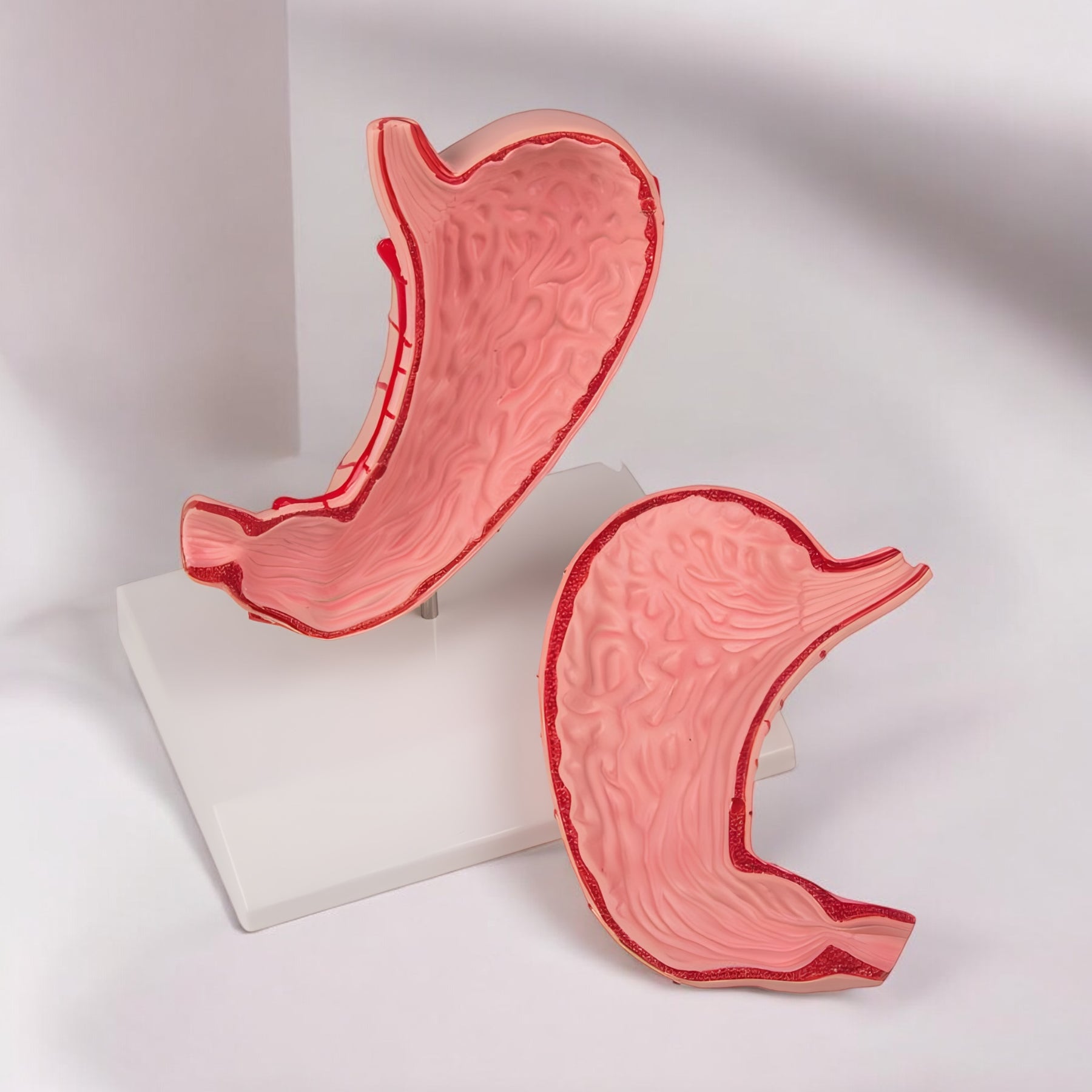 K215 Stomach Model 2 Pieces