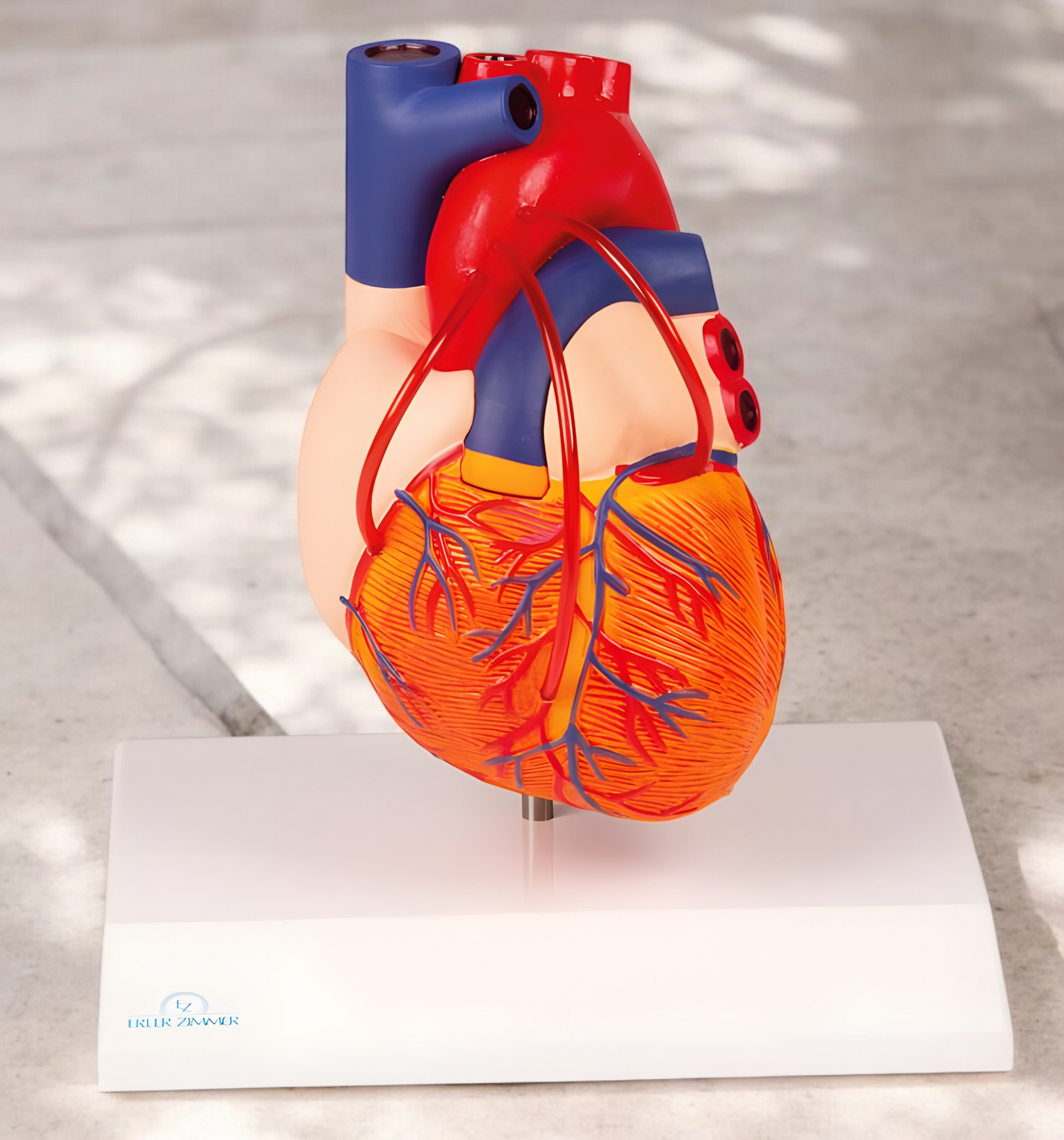 G205 Heart Model By-Pass Li