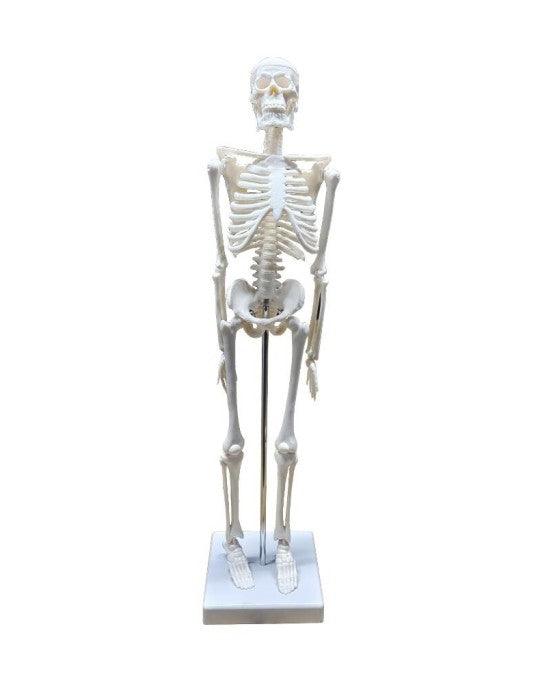 Erkentmed Jack insan iskelet Modeli 45Cm 1/4 Boy - Güç Takviyesi