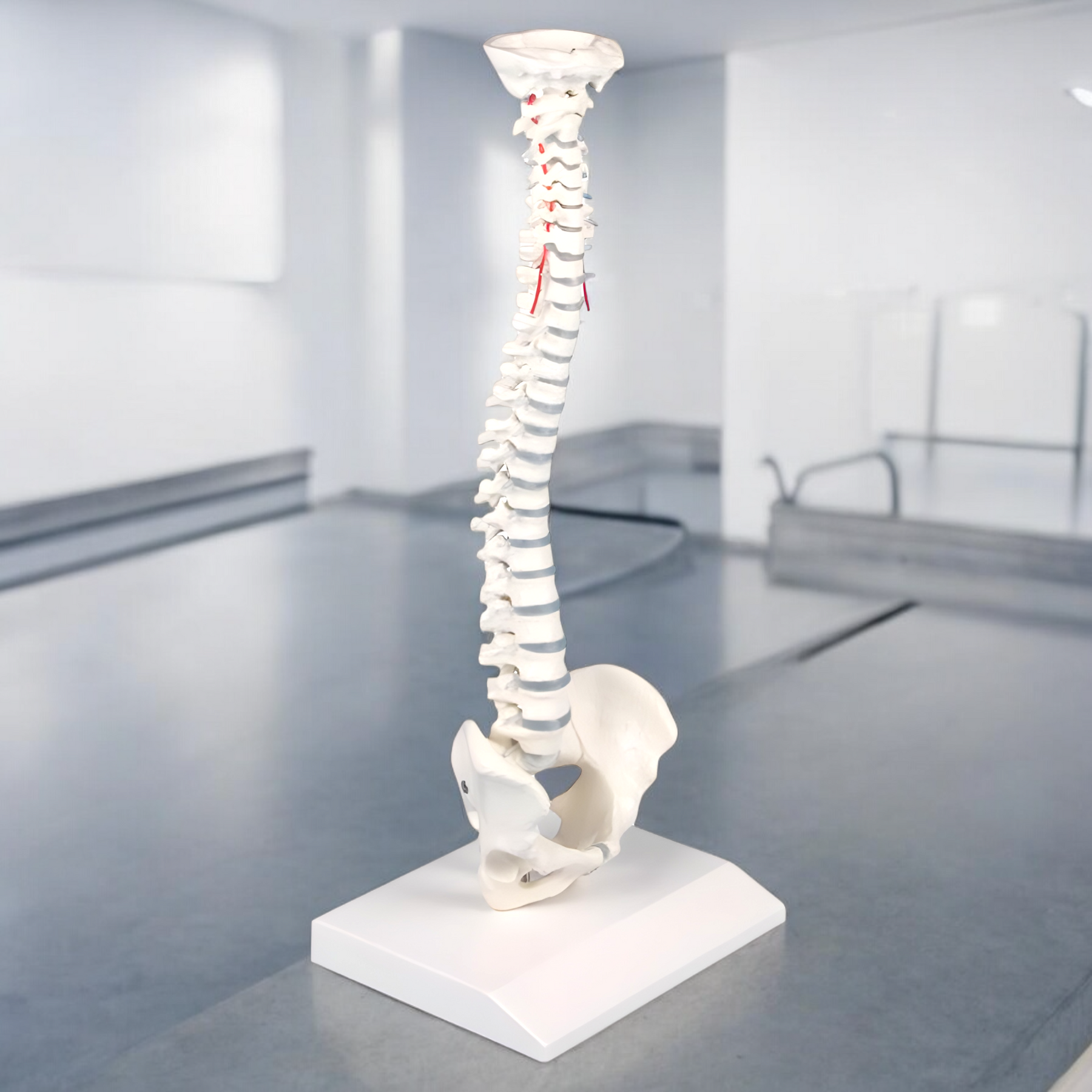 4001 Human Spine Model Miniature