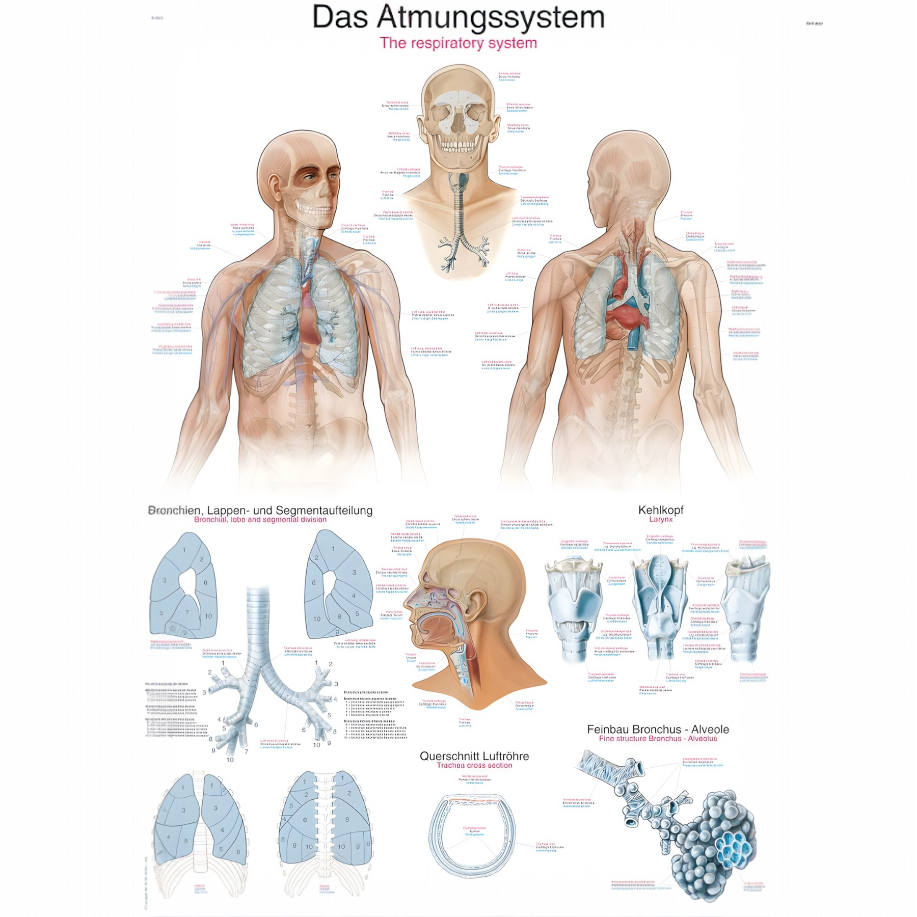 AL116 Solunum Sistemi Tablosu – Detaylı Anatomik Rehber