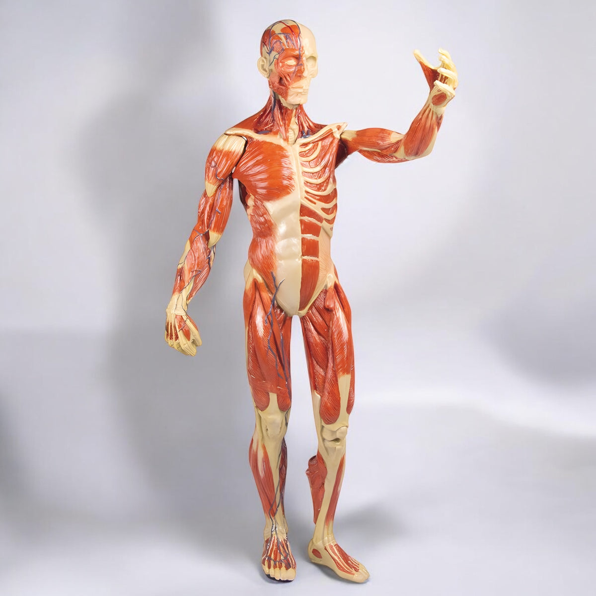 B90 Muscular System Model Made in Germany