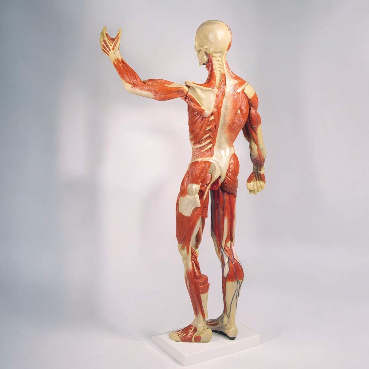 B90 Muscular System Model Made in Germany