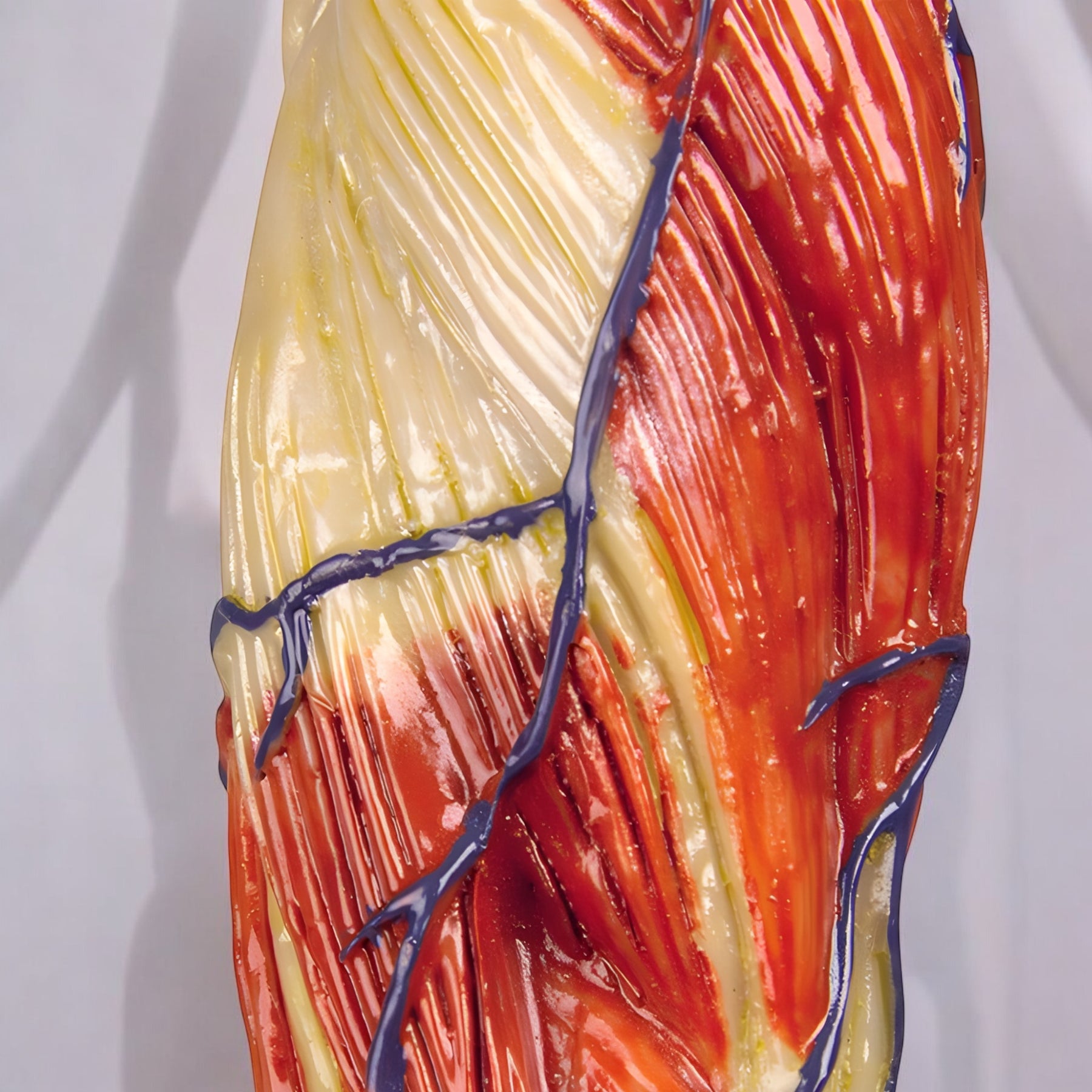 B90 Muscular System Model Made in Germany